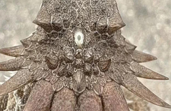 One-Eyed Ancestor 600M Years Ago: Origin of All Vertebrate Eyes